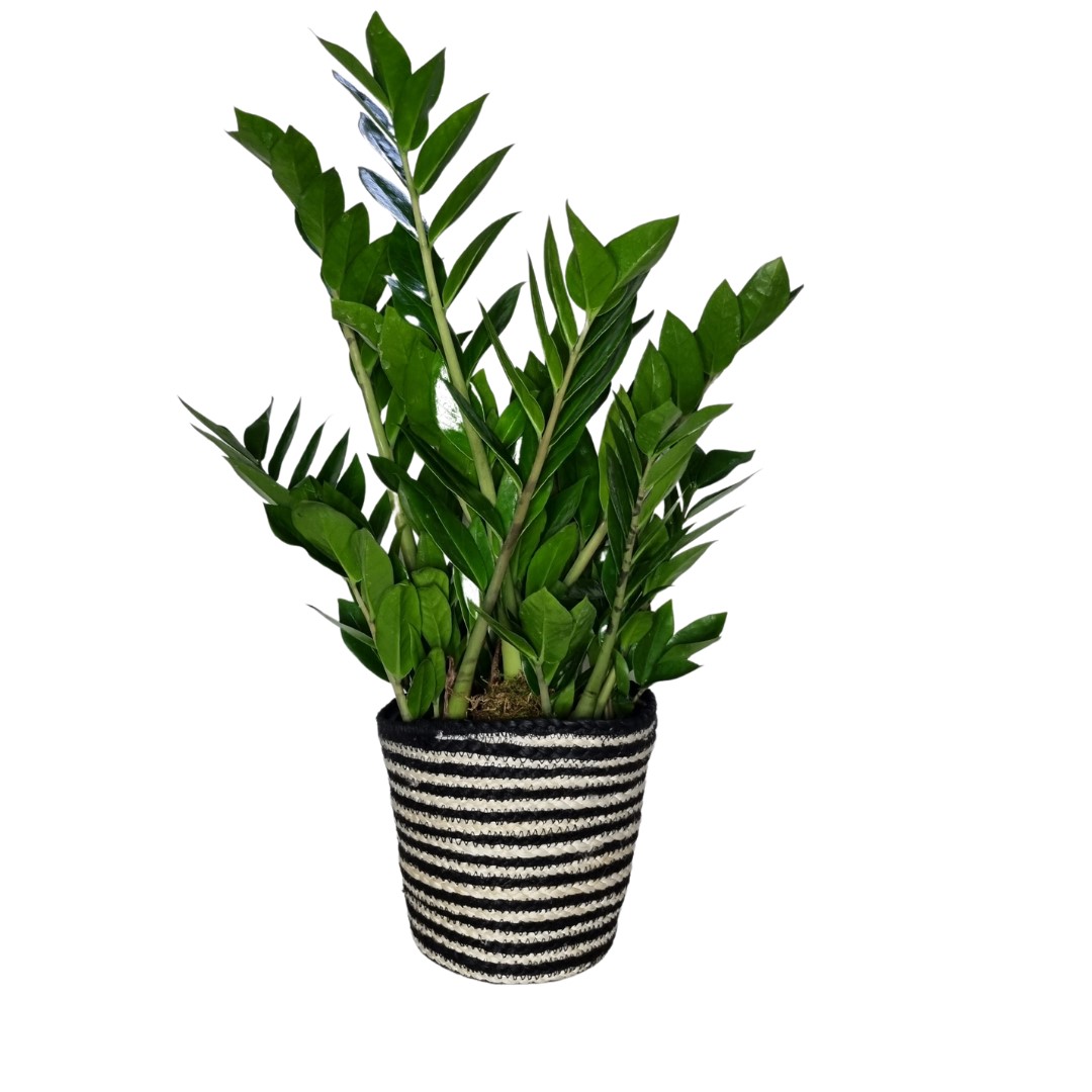 Zamioculcas plant