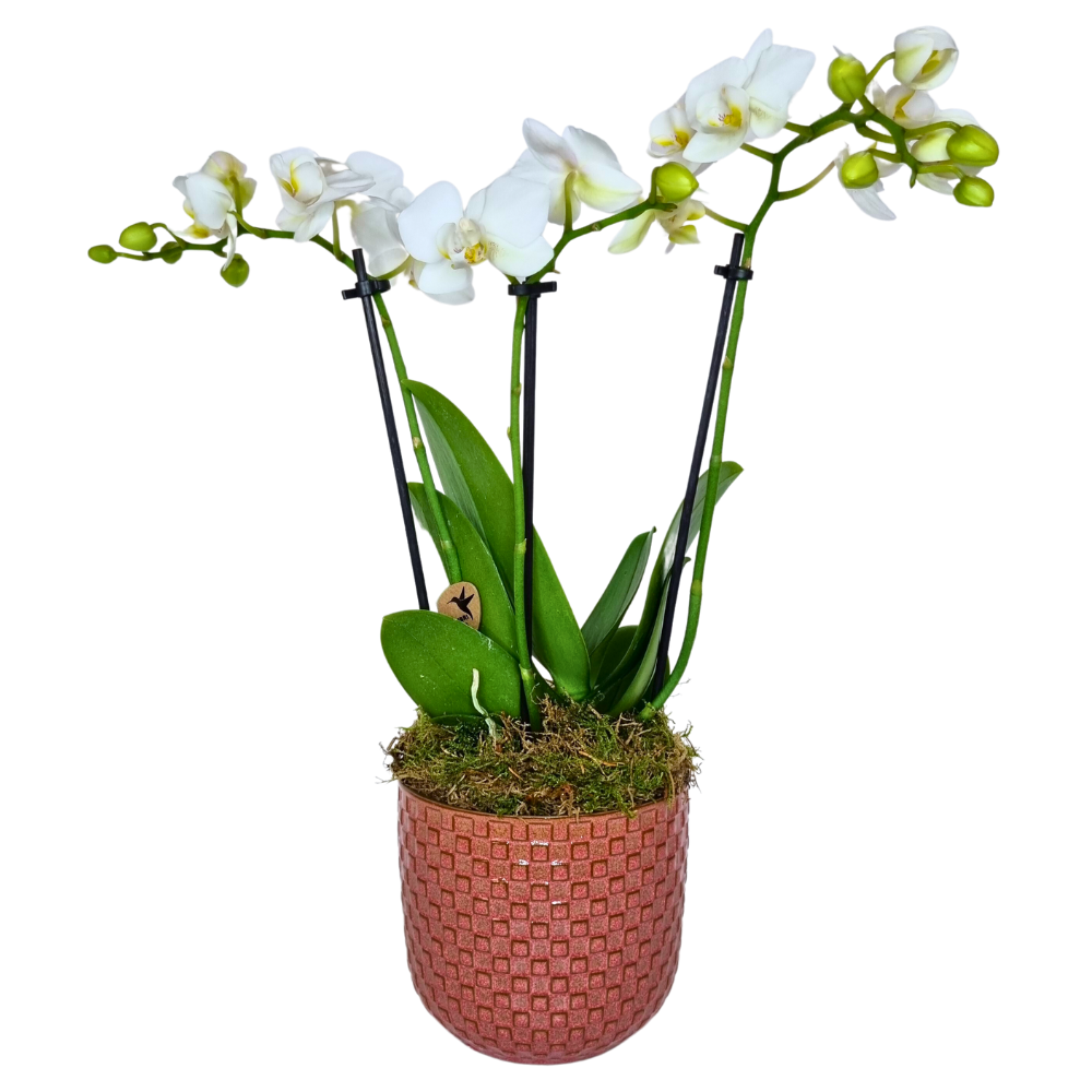 plante d'orchidées blanches