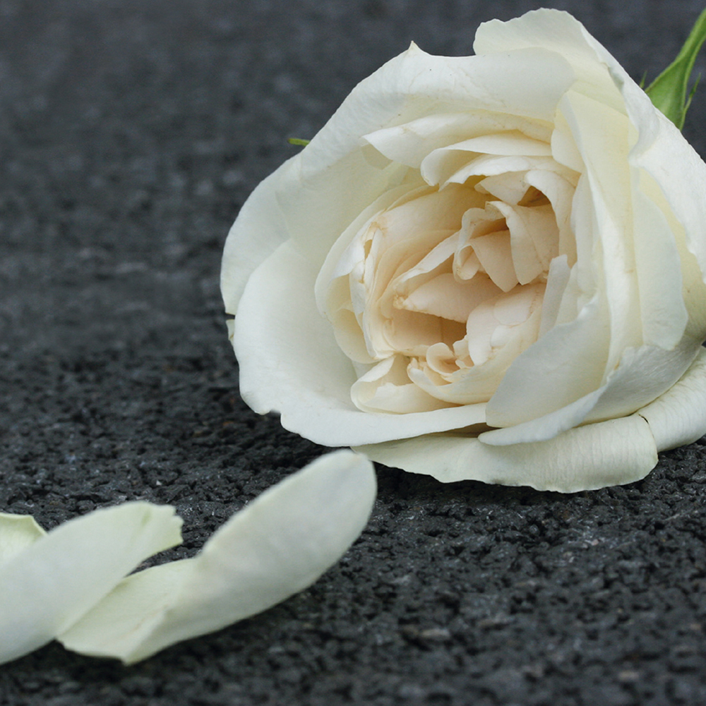 Greeting Card White Rose